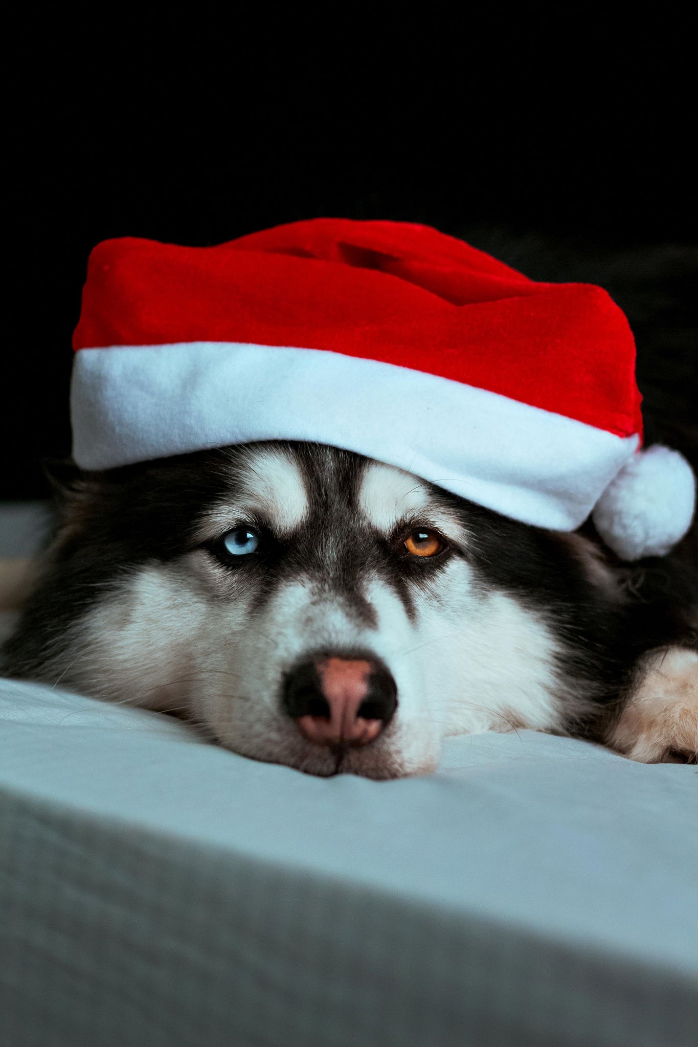 The Best Dog Treats for Holiday Stockings