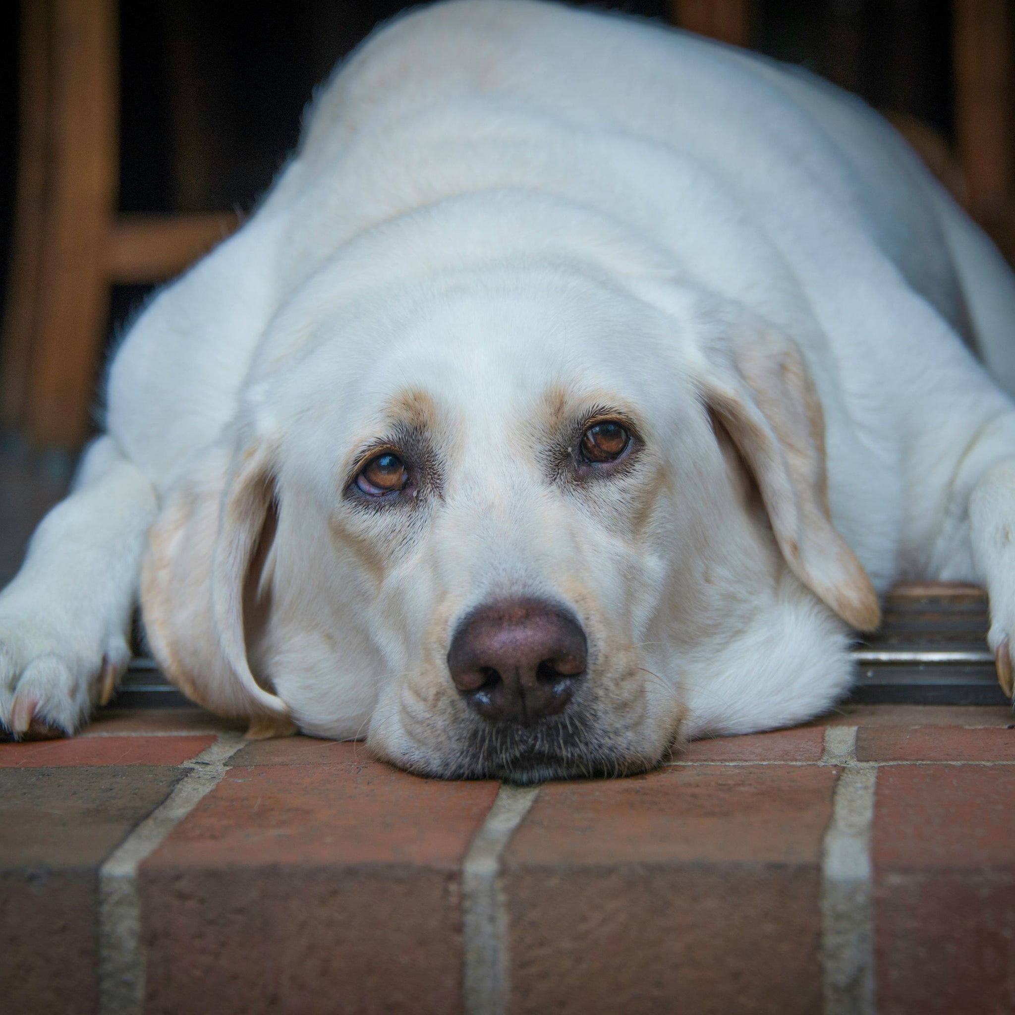 Low-Calorie Dog Treat Options for Weight Management