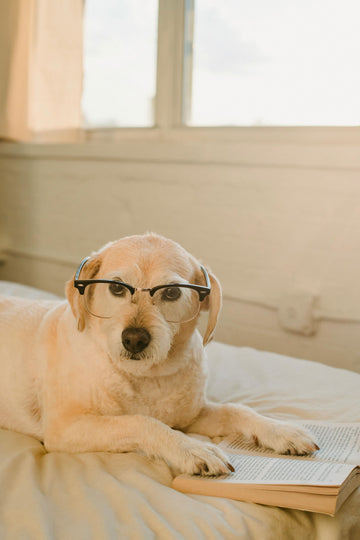 How to Store Homemade Dog Treats to Keep Them Fresh