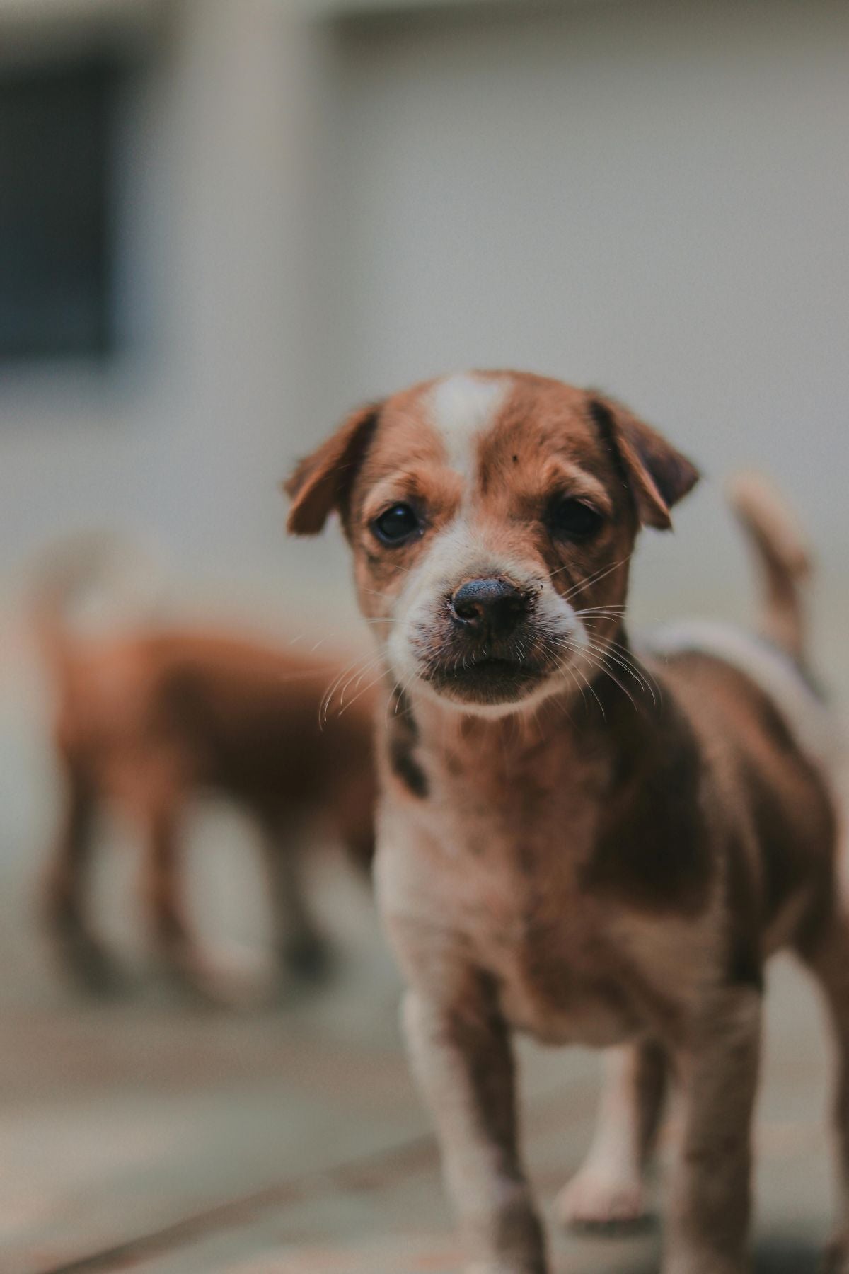 Training Treats for Puppies: How to Choose the Best Options for Quick Learning and Healthy Growth