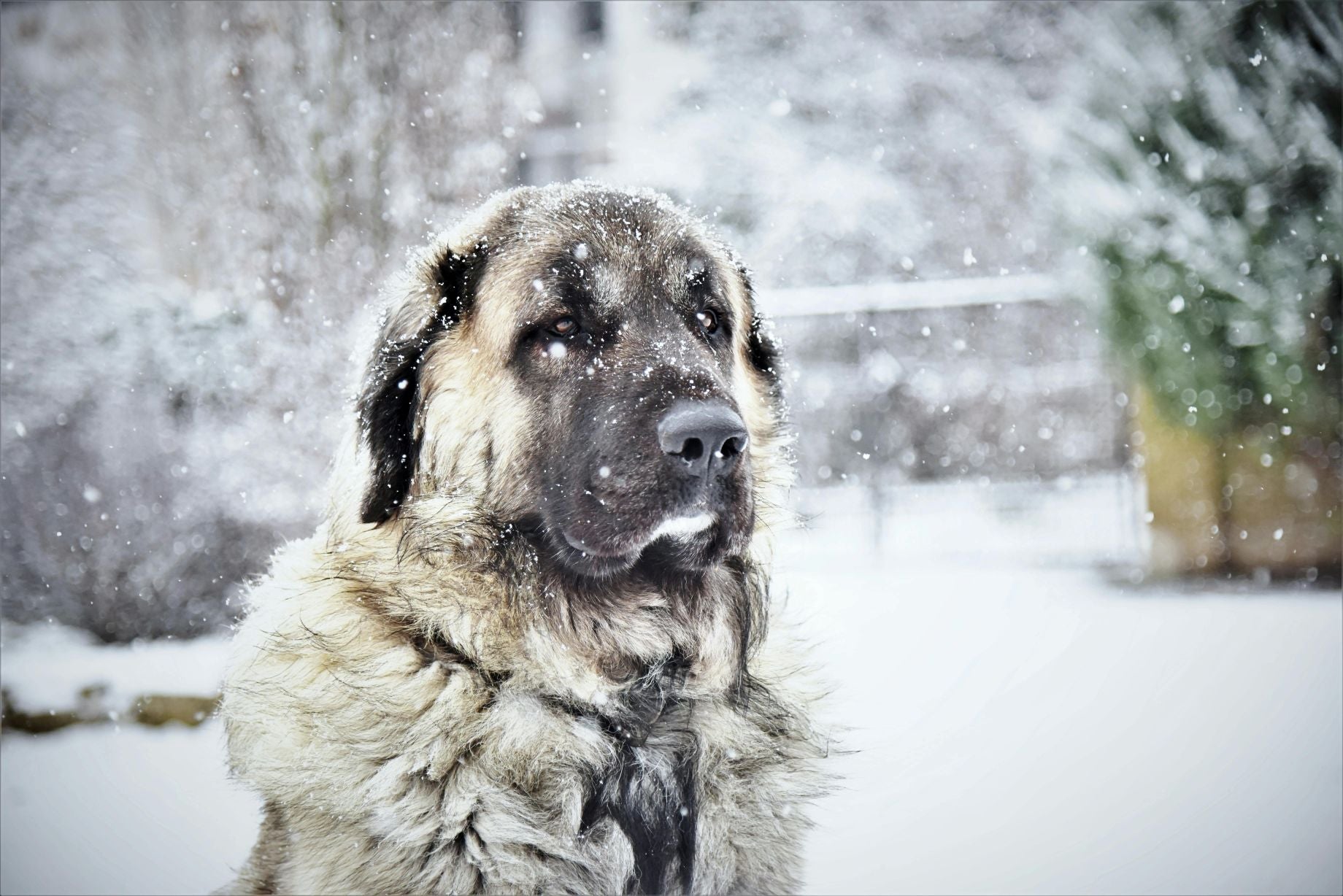 10 Easy-to-Make Homemade Dog Treat Recipes for 2025