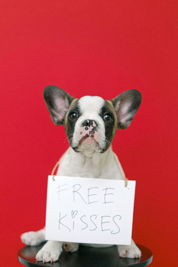 Are Grain-Free Treats Right for Your Dog?