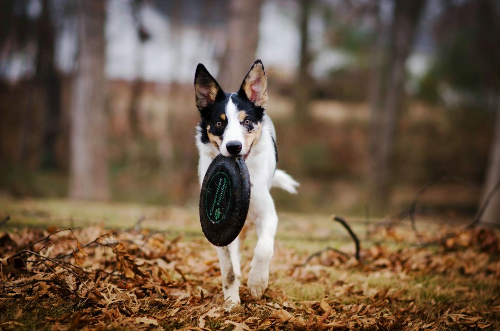 The Role of Treats in Positive Reinforcement: How Rewards Shape Behavior