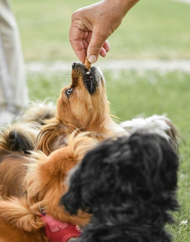 Treats That Support Health: A New Era in Pet Nutrition