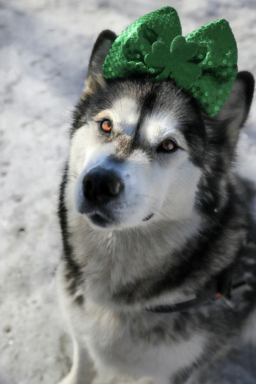 St. Patrick’s Day Green Treats for Dogs: Delicious and Dog-Safe Ideas for Your Pup