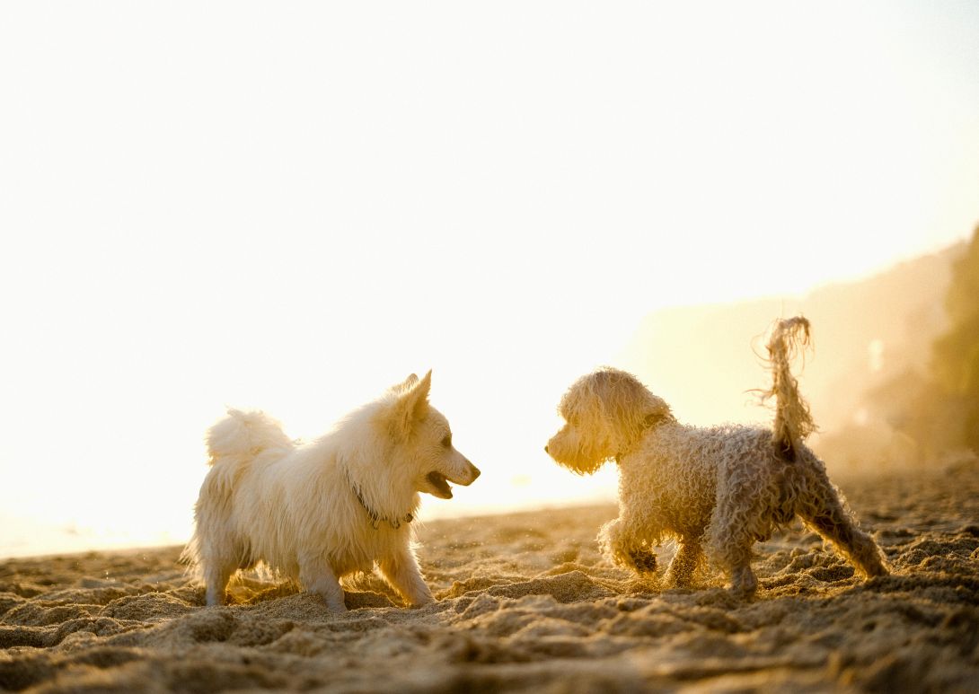 Best Superfood-Infused Homemade Dog Treats: A Nutritional Boost for Your Pup